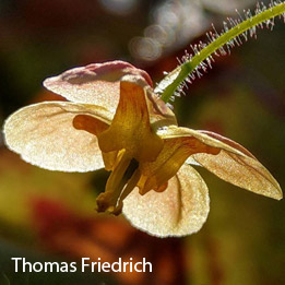 Thomas Friedrich: Epimedium